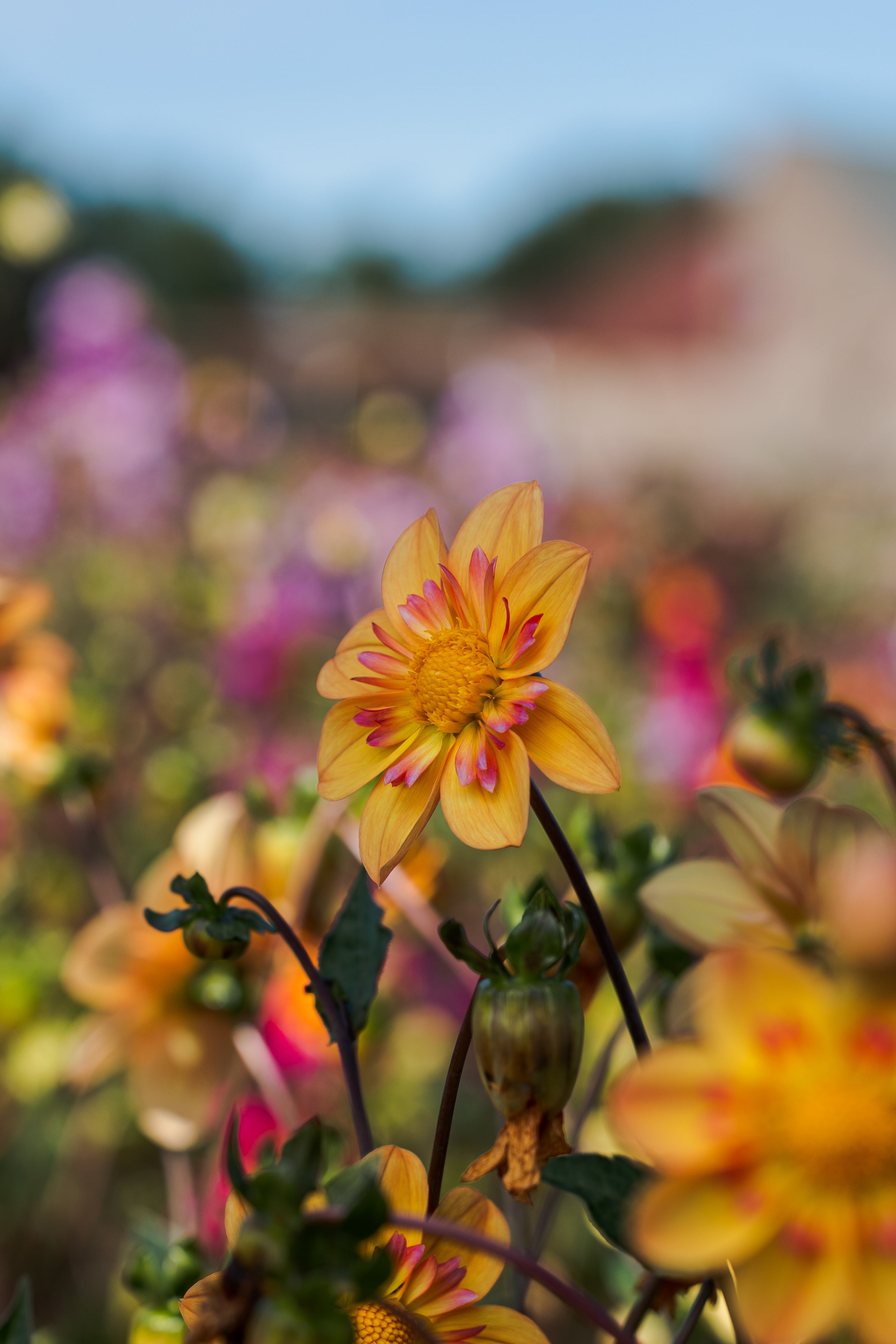 Dahlia Collerette
